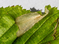 Phyllonorycter esperella